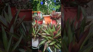 hoegaarden greenery plants subscribe shortvideos shorts viralvideos likes comments [upl. by Lihas]