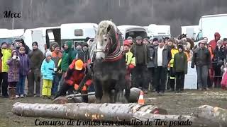 Caballo de tiro pesado en concurso de troncos [upl. by Hgielsel]