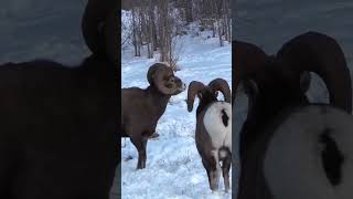 The Majestic Bighorn Sheep Natures Mountain King [upl. by Zeidman41]