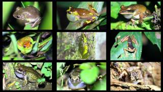 An Array of Frogs Calling in the Peruvian Amazon [upl. by Anerul]