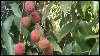 lychee tree season  2023  negranggala [upl. by Yecart]