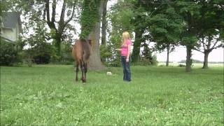 Yearling Horse Training Lunging at a Walk [upl. by Naegem]