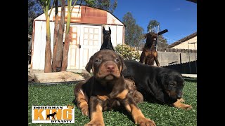 Doberman puppies enjoy sun with parent supervision [upl. by Cathee784]