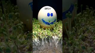 TimeLapse Chia Pet ntlapse chiapet timelapsetrees growchiapet timelapse [upl. by Elurd]