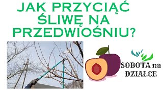 Cięcie śliwy na przedwiośniu [upl. by Leynwad]