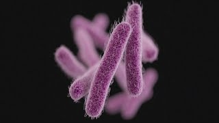 Highly infectious stomach bug Shigella is spreading warns CDC [upl. by Naitsabes704]