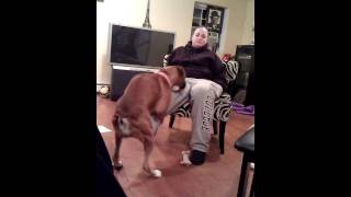 Girl lets honey the boxer dog hump her [upl. by Hammel464]