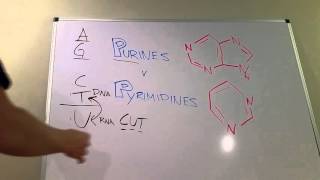 Purines vs Pyrimidines [upl. by Grekin]