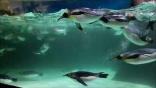 Penguins at Melbourne Aquarium [upl. by Marten]