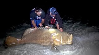 Fishing for Giant Goliath Grouper from the Beach  4K [upl. by Hadias]