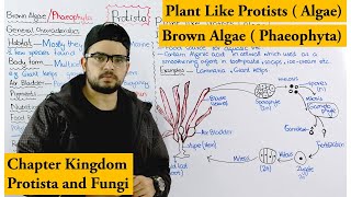 Brown algae  Phaeophyta  Plant Like Protists Algae  Chapter protista and Fungi [upl. by Ramu333]