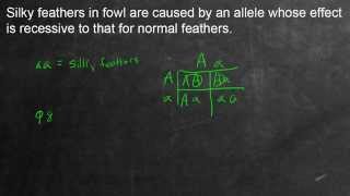 Mendelian Genetics Example Problem 4 Monohybrid Cross [upl. by Ahtiekahs]