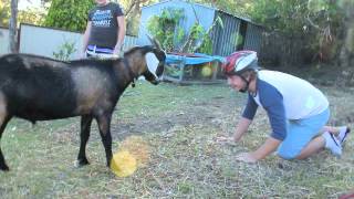 Man vs Goat [upl. by Shane]