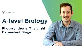 Photosynthesis The Light Dependent Stage  Alevel Biology  OCR AQA Edexcel [upl. by Iturk]