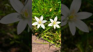 Ornithogalum Umbellatum nature youtubeshorts flowers shorts plants floral white forest life [upl. by Fidelia]