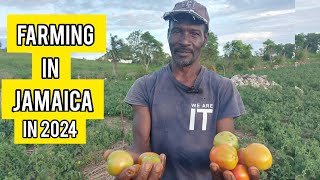 AMAZING VARIETY FARMING FARMING FOR OVER 30 YEARS IN STELIZABETH JAMAICA  GROWING MULTIPLE CROPS [upl. by Bohner243]