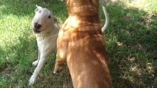 Bull terrier vs Pitbull [upl. by Armahs]