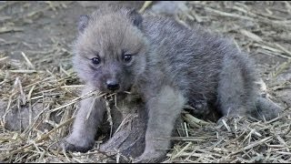 Cute Arctic Wolf Cubs [upl. by Hyland614]