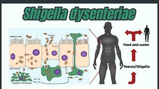 Shigella dysenteriae Clinical Symptoms and Pathogenicity  Bacteriology Lectures [upl. by Hamer]