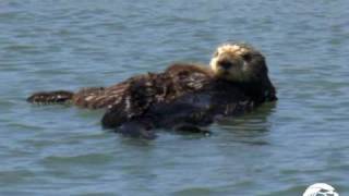 Sea Otter Mom and Pup [upl. by Kelvin]