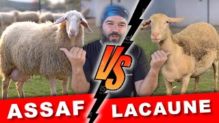 HANGİSİ DAHA İYİ ⎮ ASSAF LACAUNE [upl. by Tyree]