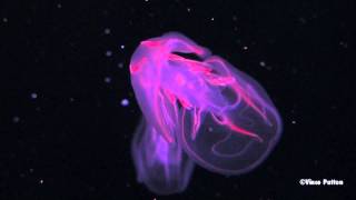 Bioluminescent Jellyfish [upl. by Weide333]