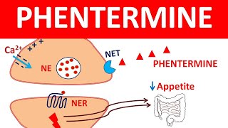 Phentermine for weight loss  What you should know [upl. by Gillead494]