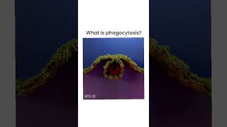 Phagocytosis process  what is Phagocytosis  Phagocytosis pharmacy biology neet [upl. by Sucramad]