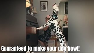 GUARANTEED TO MAKE YOUR DOG HOWL l Howling dogs Compilation 2019 [upl. by Norit607]