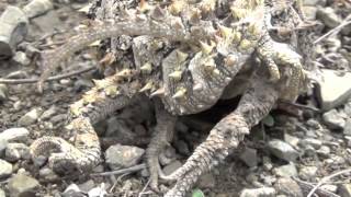 Horned lizard sex Phrynosoma asio [upl. by Diandra]