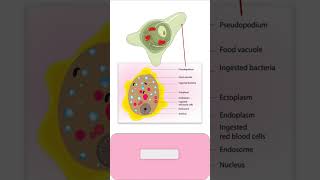 TROPHOZOITE of ENTAMOEBA HISTOLYTICA parasitology pathology microbiology medicalmicrobiology [upl. by Naud]