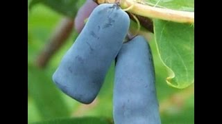 Honeyberry plants  Lonicera caerulea [upl. by Oikim]