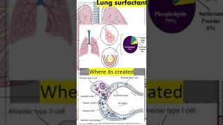 Lung Surfactant [upl. by Glendon]