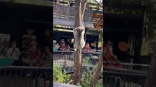 Koala climbing down the tree 樹熊爬樹 [upl. by Kat]