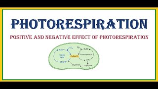 Photorespiration [upl. by Teador]