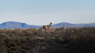 Guanacos  Centinelas de la Estepa  Patagonia [upl. by Sascha]