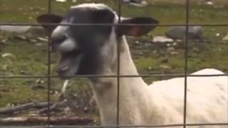 Taylor Swift  I knew you were trouble Ft Screaming goat [upl. by Philander]