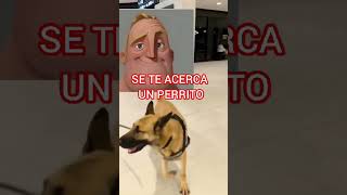 CUANDO SE TE ACERCA UN PERRITO aeropuertoenalerta [upl. by Llecram]