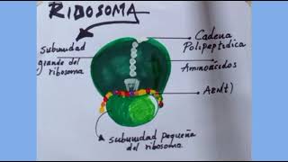 como dibujar los ribosomas de la célula fácil [upl. by Enelaj]