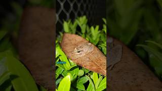 Meet the Coquí Puerto Ricos Famous Singing Frog  Wildlife Sounds amp Amphibians [upl. by Carboni651]