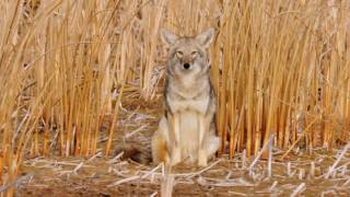 Coyote Country myth vs fact [upl. by Charlene]