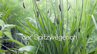 Der Spitzwegerich  Viriditas HeilpflanzenVideo [upl. by Ferdy276]