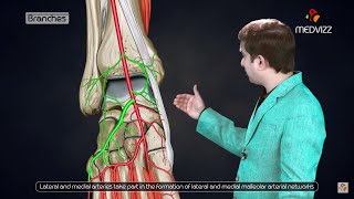 Dorsalis pedis artery Animated lecture   Lower limb Gross anatomy from Dr vishram singh [upl. by Eniamzaj]