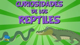 Curiosidades de los Reptiles  Videos Educativos para Niños [upl. by Aylad]