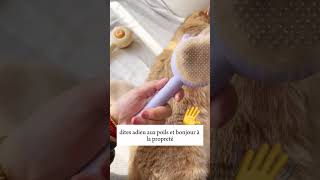 Découvrez la brosse révolutionnaire pour animaux  😻 [upl. by Dougherty]