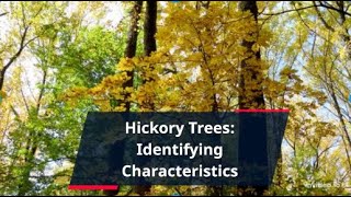 Hickory Tree Identifying Characteristics Types And Uses [upl. by Nylssej844]