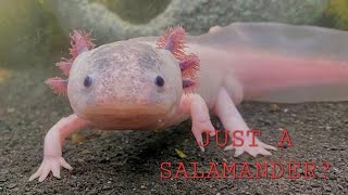 Axolotl The Mexican Salamander [upl. by Ecerehs]