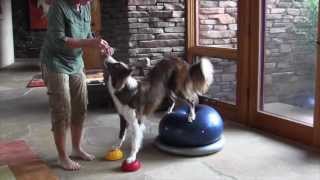 Paw Pods for Proprioception and Agility [upl. by Franciska]