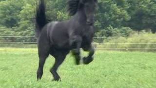 FPS Approved Friesian Stallion Sipke 450 [upl. by Riggins439]