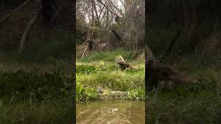 Discovery leopard attacked crocodile 🐊 animals youtubeshorts wildlife attack ranthambor [upl. by Ferna]